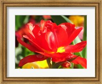 Framed Red Tulip