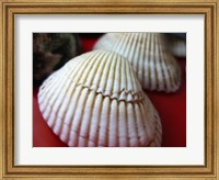 Framed Scallop Shells