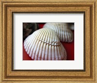 Framed Scallop Shells