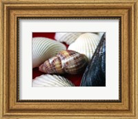 Framed Snail Shell