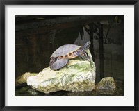 Framed Turtles