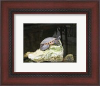 Framed Turtles