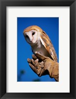 Framed Barn Owl on Hand