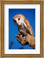Framed Barn Owl on Hand