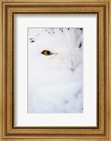 Framed Snowy Owl - white