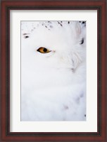 Framed Snowy Owl - white