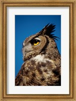 Framed Horned Owl Profile