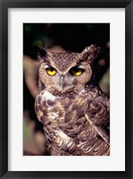 Framed Horned Owl