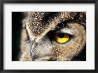 Framed Horned Owl Closeup