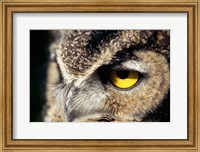 Framed Horned Owl Closeup