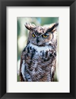 Framed Great Horned Owl Close Up