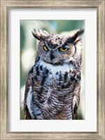 Framed Great Horned Owl Close Up