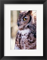 Framed Great Horned Owl Sleepy