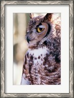 Framed Great Horned Owl Sleepy