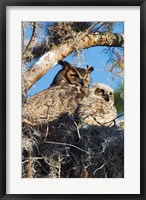 Framed Great Horned Owls