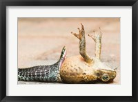 Framed Close-up of a snake eating a frog