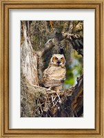 Framed Great Horned Owl in a Tree