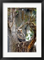 Framed Great Horned Owl in a Tree