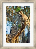 Framed Two Great Horned Owls