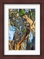 Framed Two Great Horned Owls
