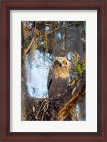 Framed Great Horned Owl Perching on Branch
