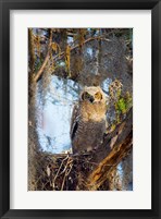 Framed Great Horned Owl Perching on Branch