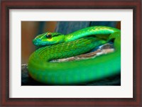 Framed Parrot snake