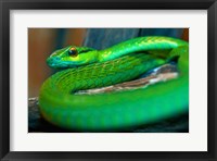 Framed Parrot snake