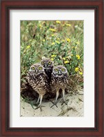 Framed Burrowing Owls