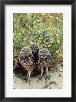 Framed Burrowing Owls