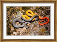 Framed Western Ringneck snake