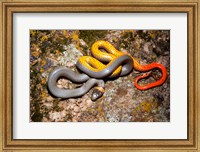 Framed Western Ringneck snake