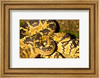 Framed Black-Tailed rattlesnake