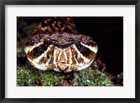 Framed Eastern Diamondback rattlesnake