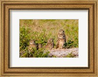 Framed Burrowing owl