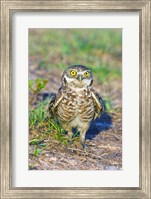 Framed Burrowing owl