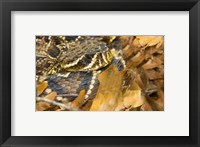 Framed Eastern Diamondback rattlesnake