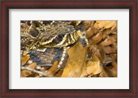 Framed Eastern Diamondback rattlesnake