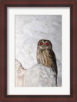 Framed Mottled owl