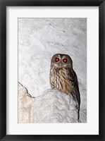 Framed Mottled owl