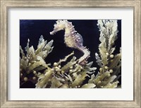 Framed Sea Horse photo