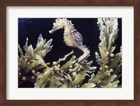 Framed Sea Horse photo