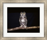 Framed Barred Owl