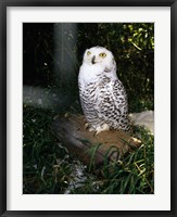 Framed Snowy owl sitting