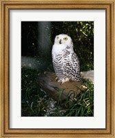 Framed Snowy owl sitting