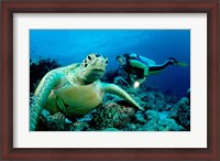 Framed Green Sea turtle - ocean
