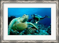 Framed Green Sea turtle - ocean