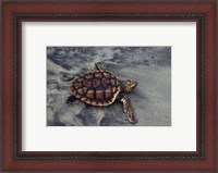 Framed Loggerhead Turtle (Yearling)