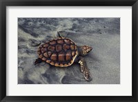 Framed Loggerhead Turtle (Yearling)