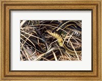 Framed Eastern Garter Snake